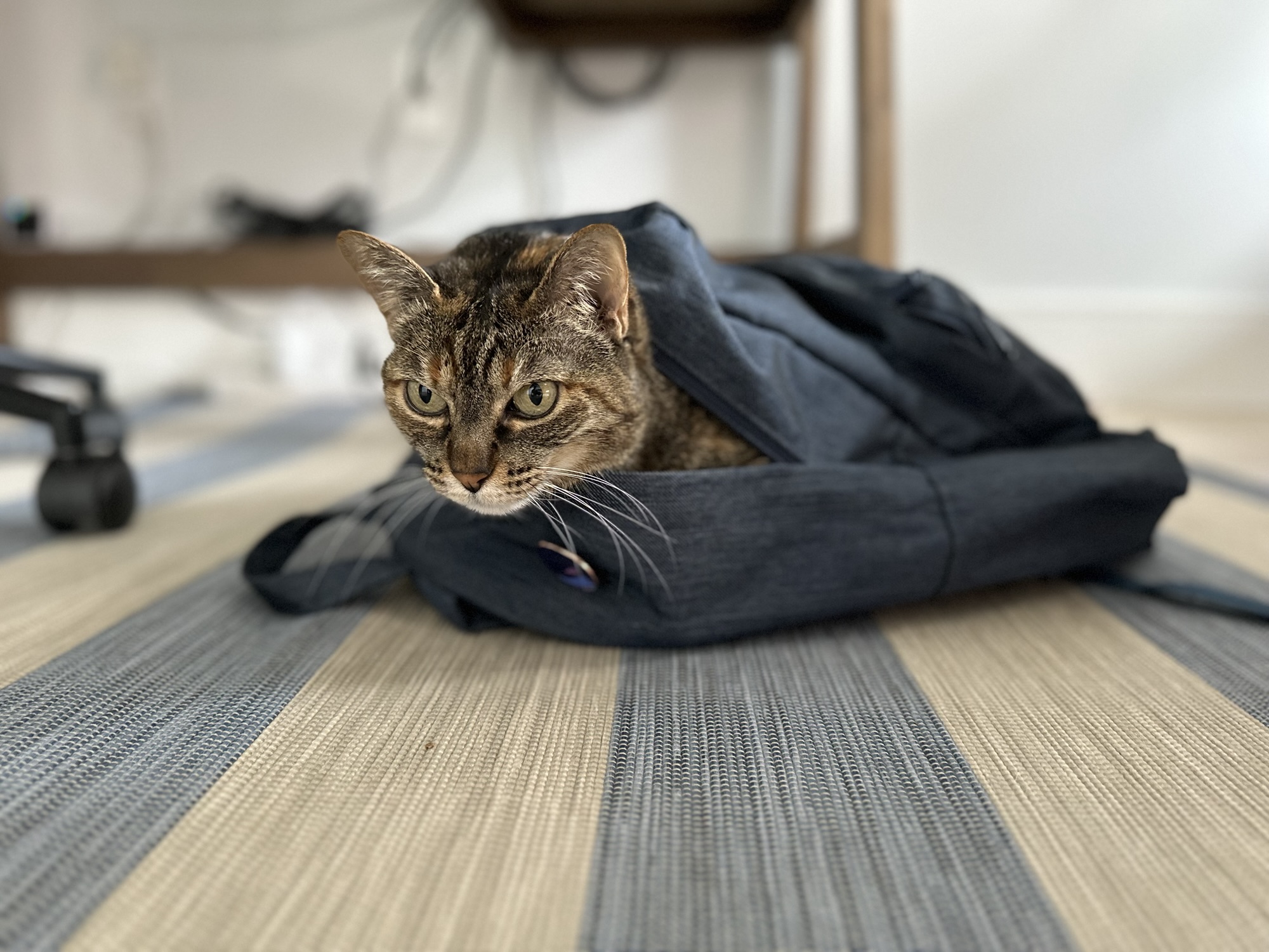 Cati inside a backpack Pet as family. The smuggled cat.