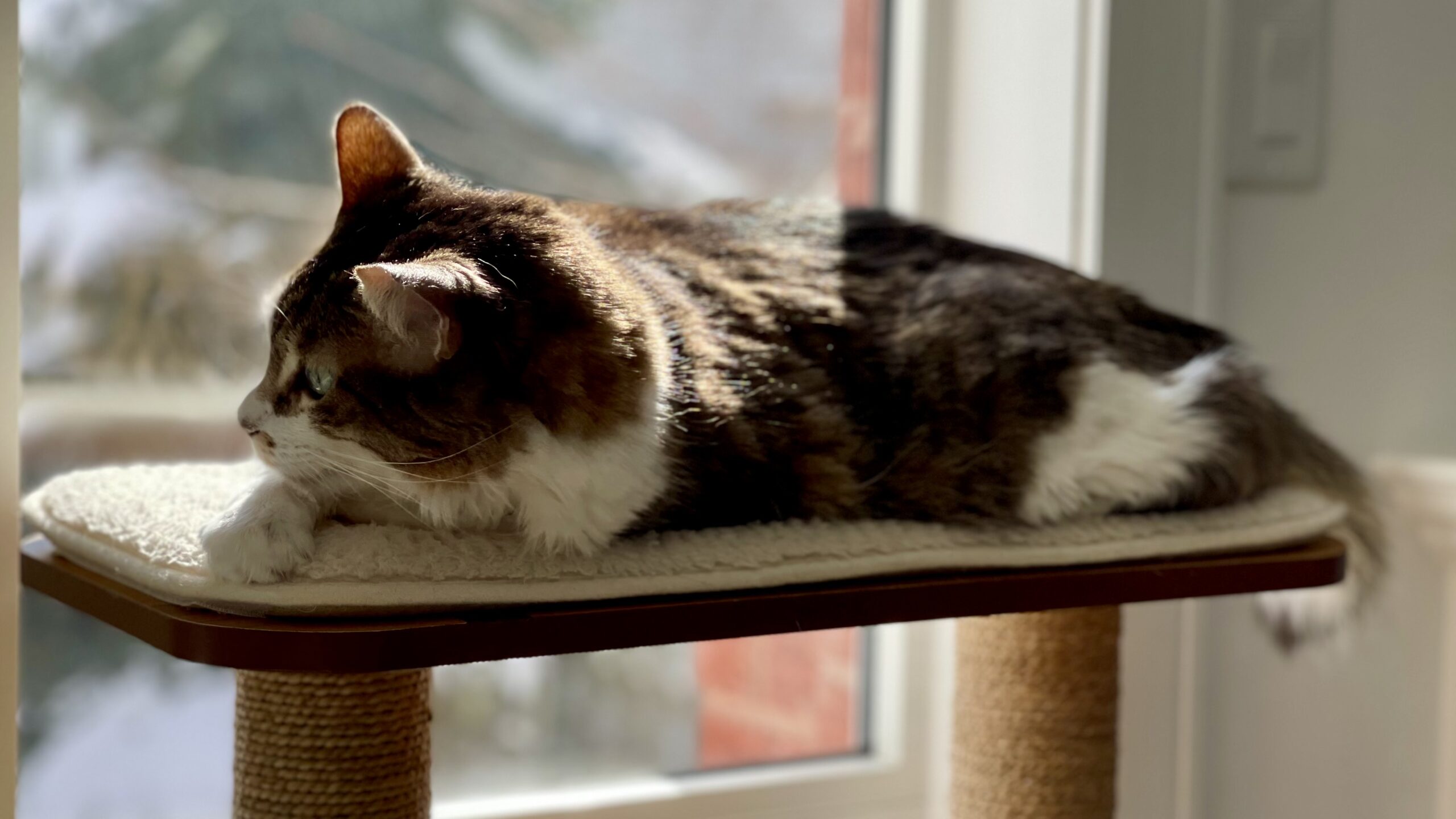 Thomas sunbathing in his cat tree, wishing he was outside. Clear blue sky.